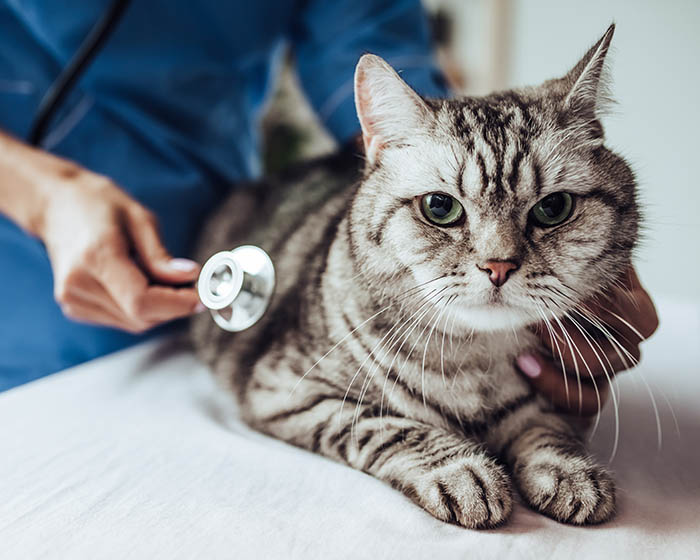 Innere Medizin